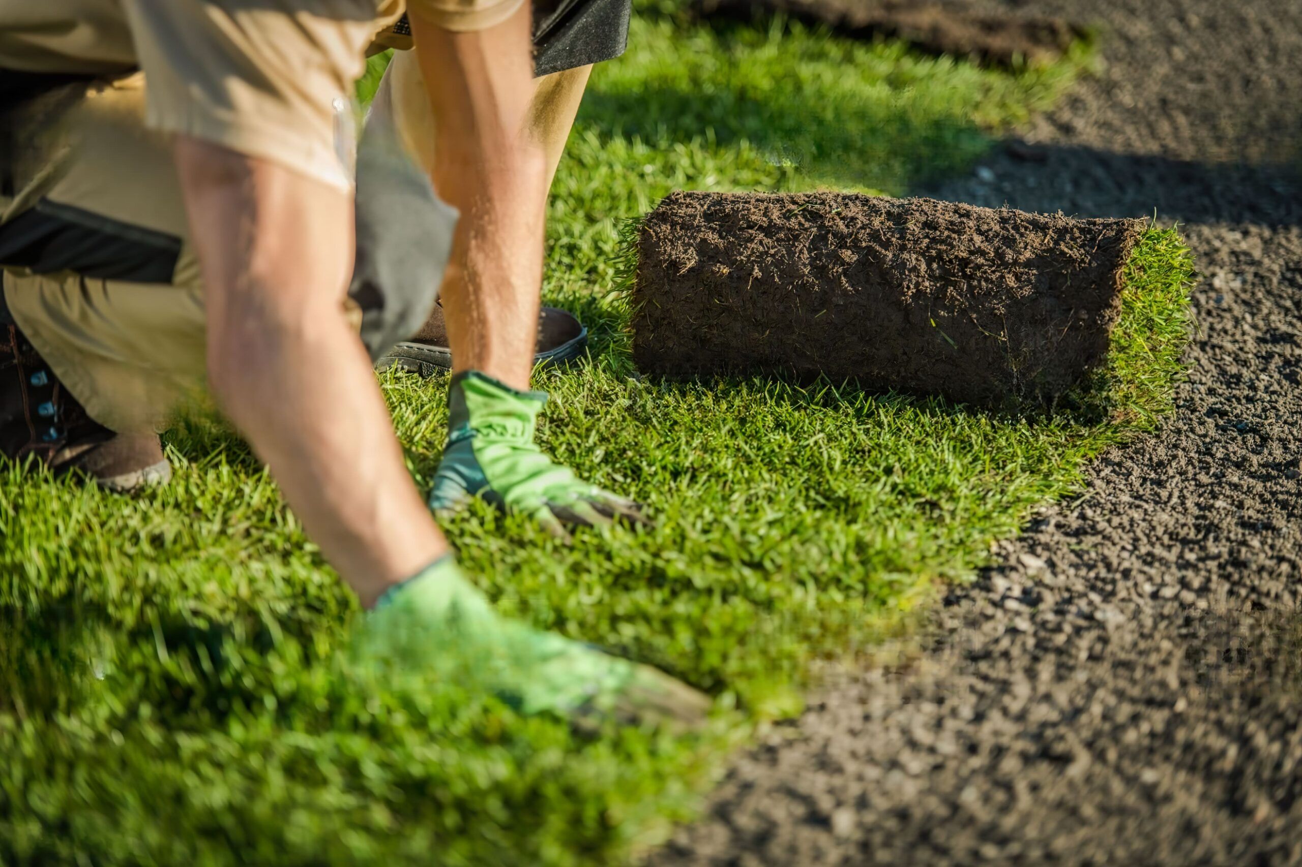 Fresh sod being laid on a prepared soil surface to create a new lawn, showing rolls of turf being unrolled and watered for proper rooting.