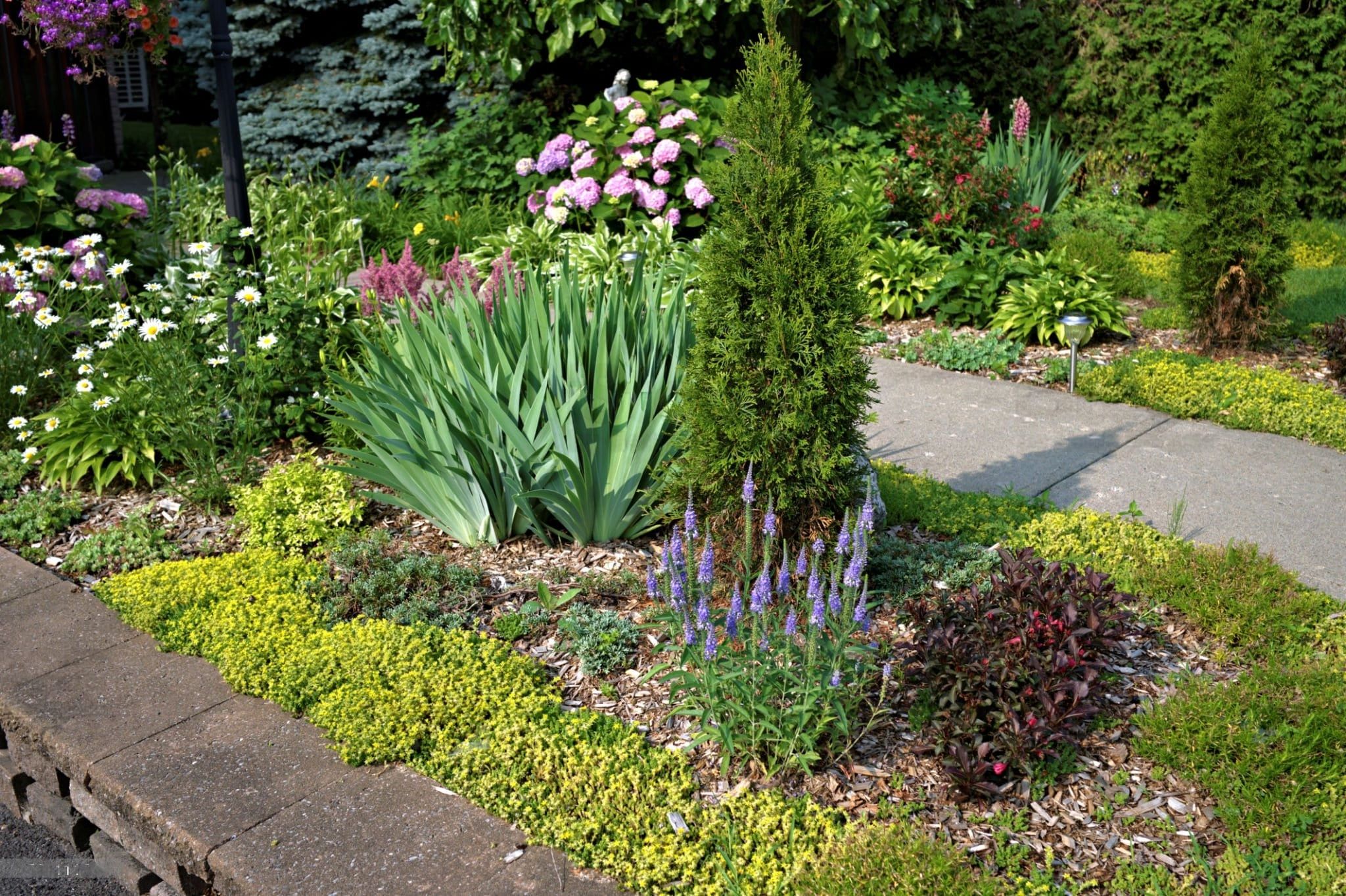 A beautifully landscaped Montreal garden featuring Sedum, Buxus, and other flowering plants like daisies and lavender, showcasing vibrant textures and structured greenery.