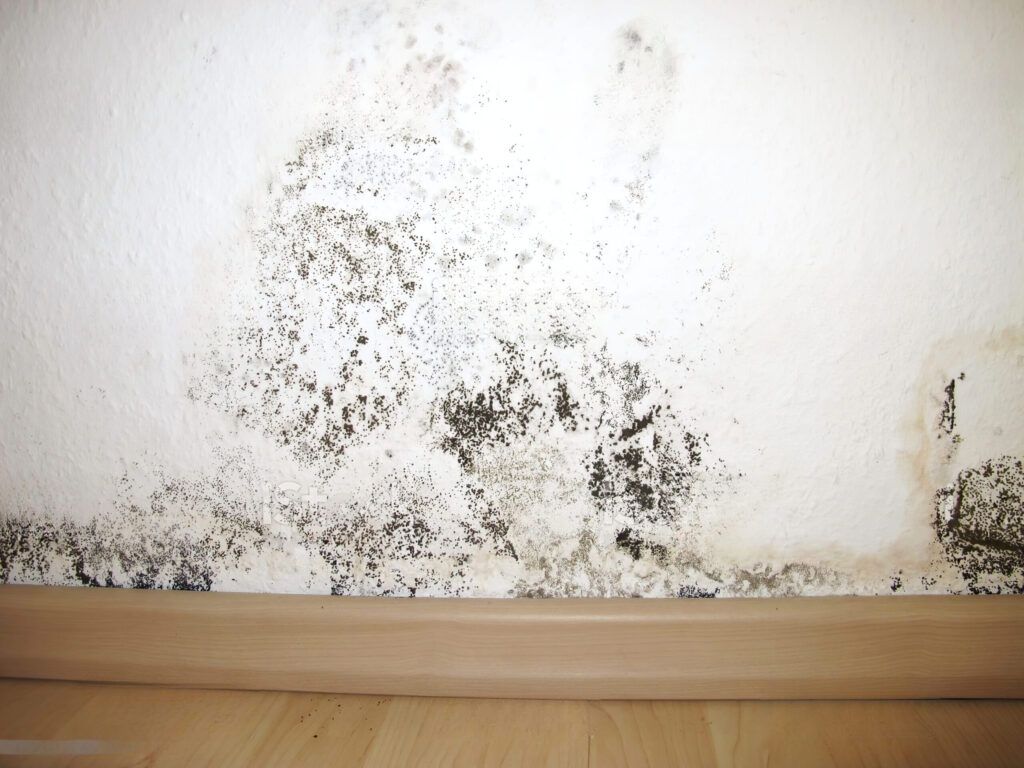 decontamination services Quebec and Montreal showing mold growth on interior wall requiring professional mold removal and moisture control to prevent health issues and property damage.